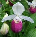 lady's-slipper orchid
